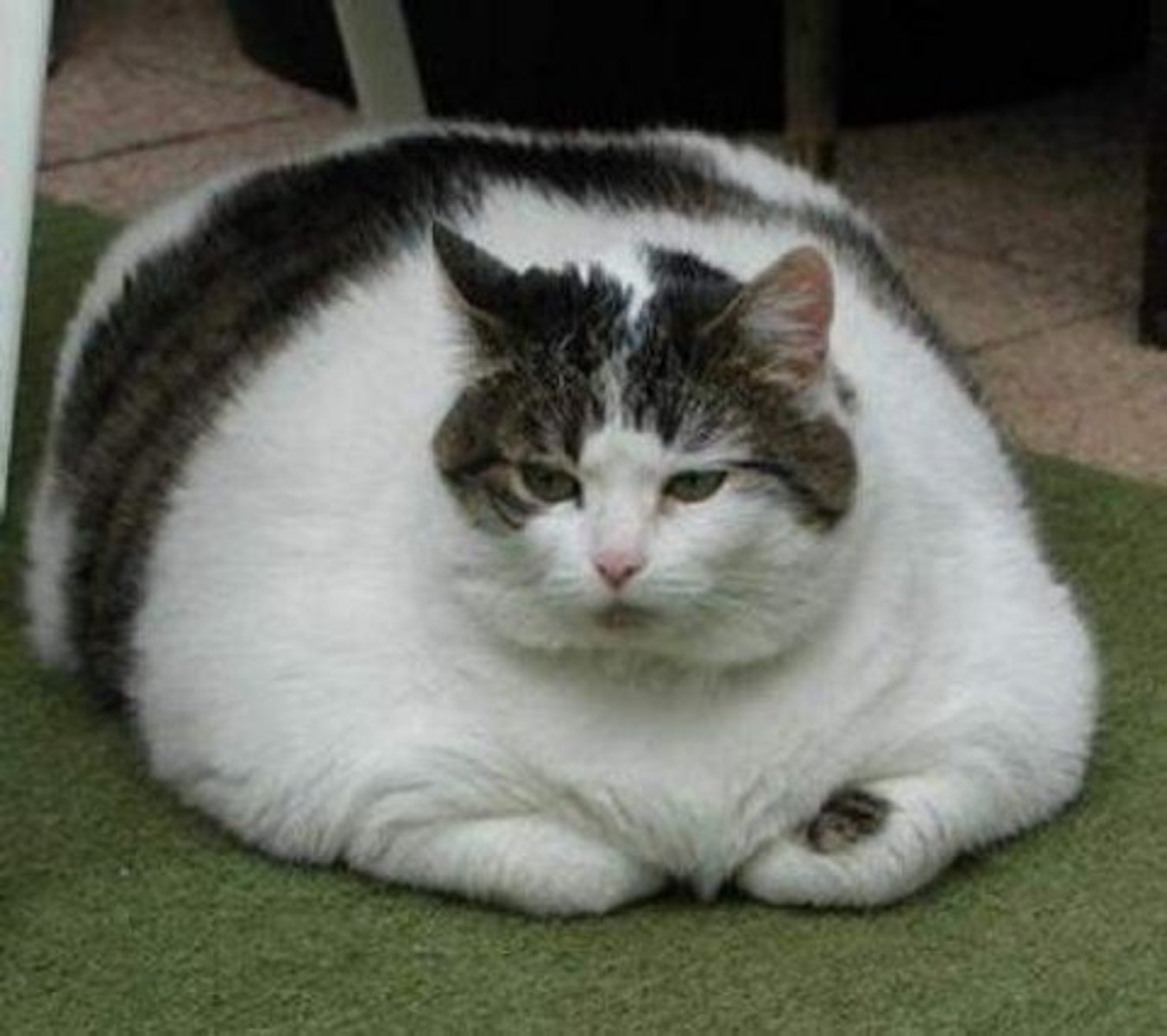 <p>ふとっています</p>