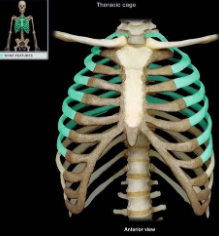 attached to the sternum individually