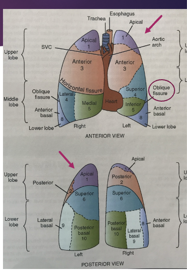 <ul><li><p>left lung</p><ul><li><p>smaller than the right lung, how two lobes: LUL, LLL</p></li><li><p>an oblique fissure divides the LUL from the LLL</p></li><li><p>the portion of the left lung that resembles the middle lobe of the right ling is called the lingular segment, or lingua</p><ul><li><p>part of the LUL</p></li></ul></li><li><p>each lobe further divides into segments</p></li></ul></li></ul><p></p>