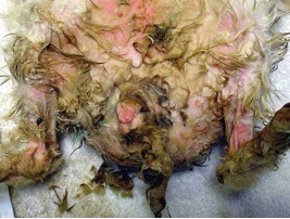 <p>Most secondary to other conditions - urine scalding, skin fold dermatitis, epiphora/blocked tear ducts, dental disease and drooling, matted hair</p><p>Common isolates - S aureus, P multocida, P aeruginosa</p><p>Superficial to deep pyoderma, occasionally abscess formation</p><p>Painful</p><p>Treatment - Meloxicam, antibiotics, (don’t use steroids in rabbits, immunosuppression), hair clipping, keep dry, topical chlorohexidine, fusidic acid, silver sulfadiazine, correct risk factor</p>