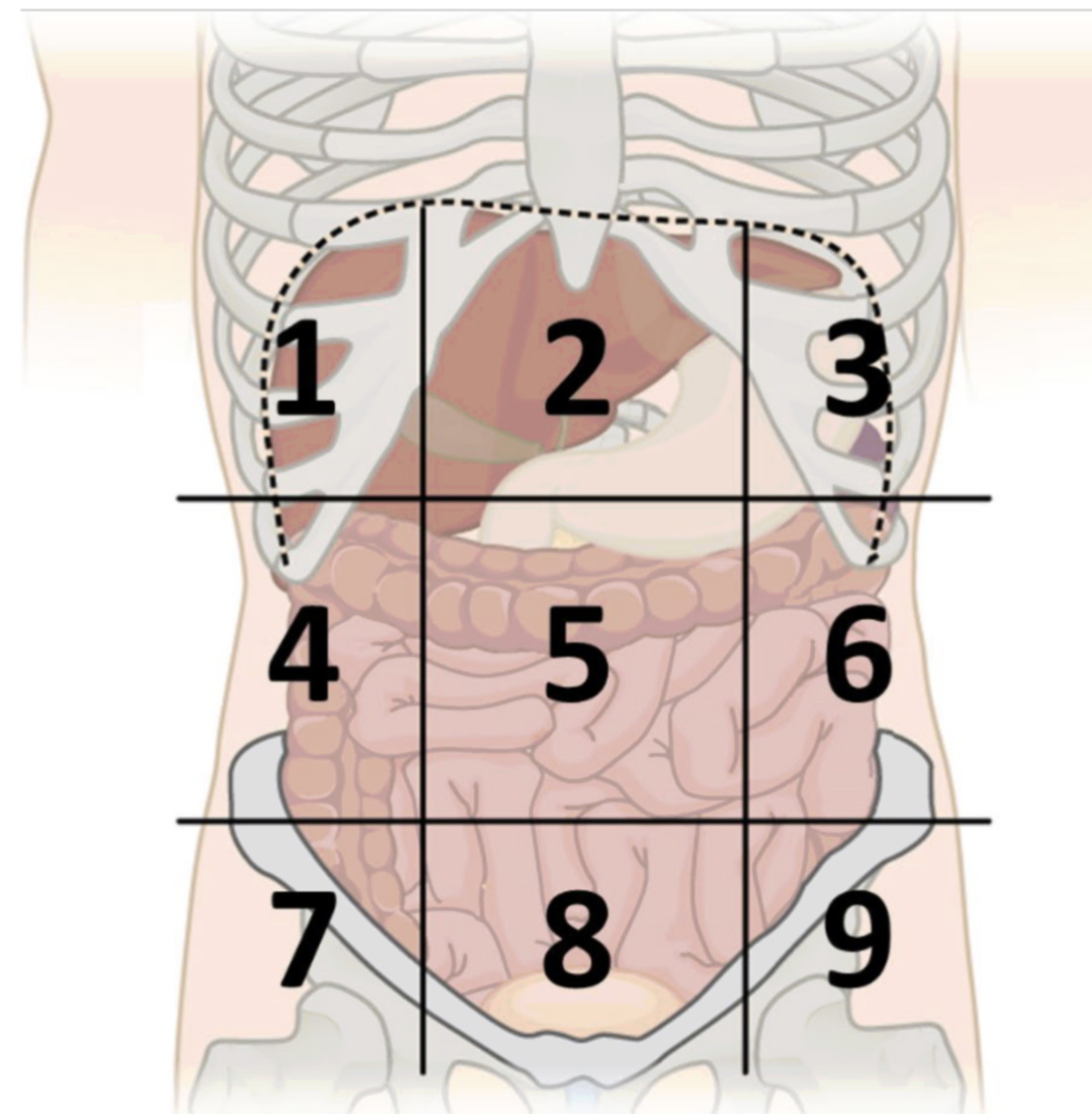 <p>abdominopelvic region 6</p>