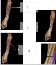 <p>name muscles 1-3</p>
