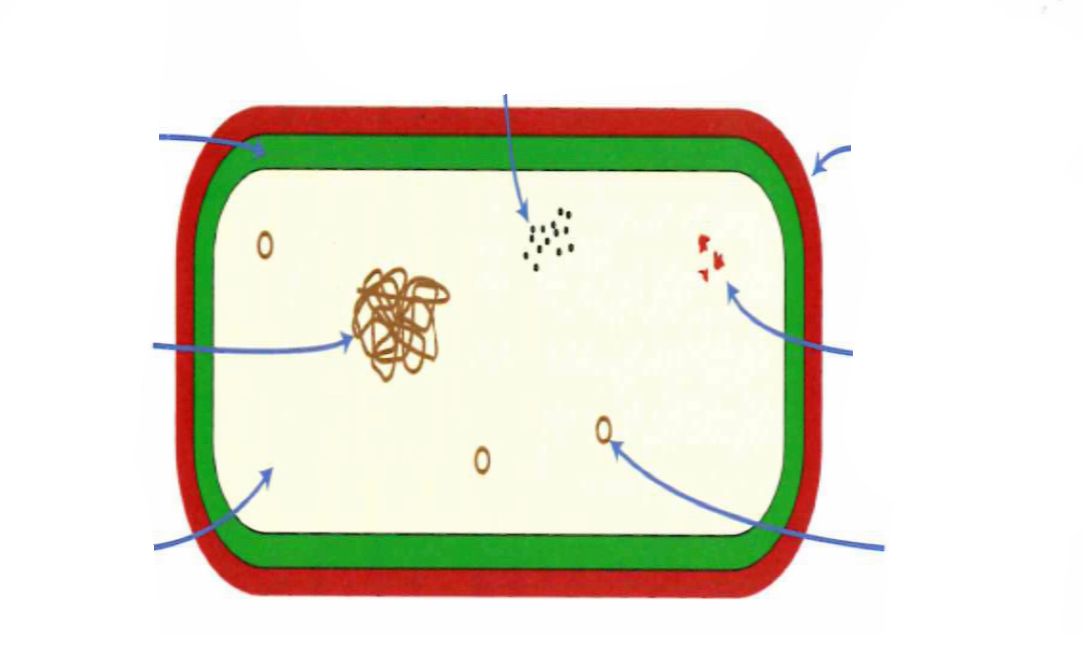 <p>prokaryote cell diagram</p>