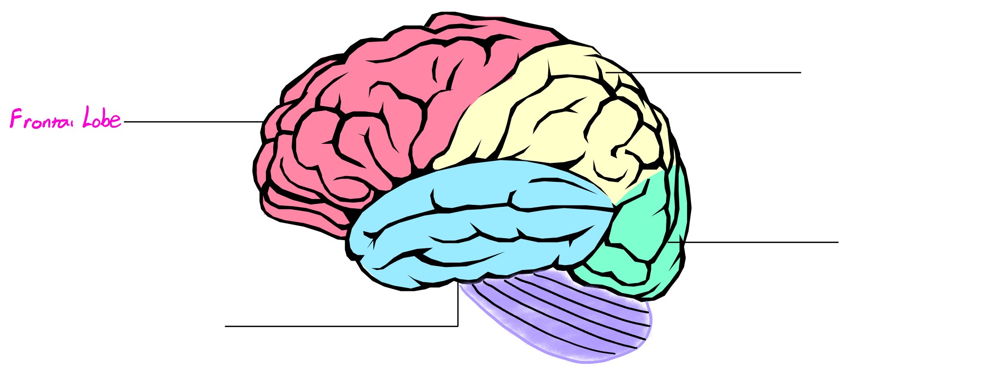 <p>Lobe of cerebral cortex; deals in reasoning, planning, speech, movement, critical thinking</p>