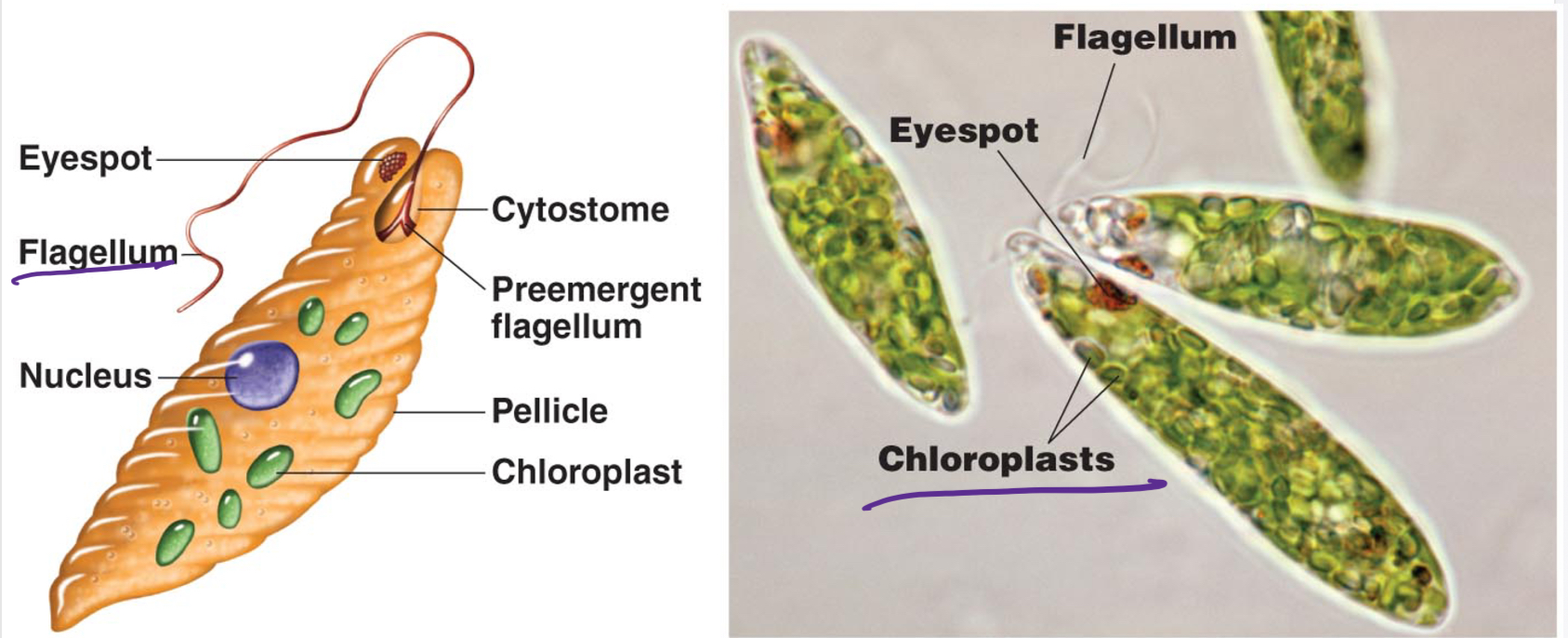 \-Use flagella, have mitochondria, have chloroplast, have autotrophs, performs photosynthesis

\-Obligatie pathogens

\-Hemoflagellates