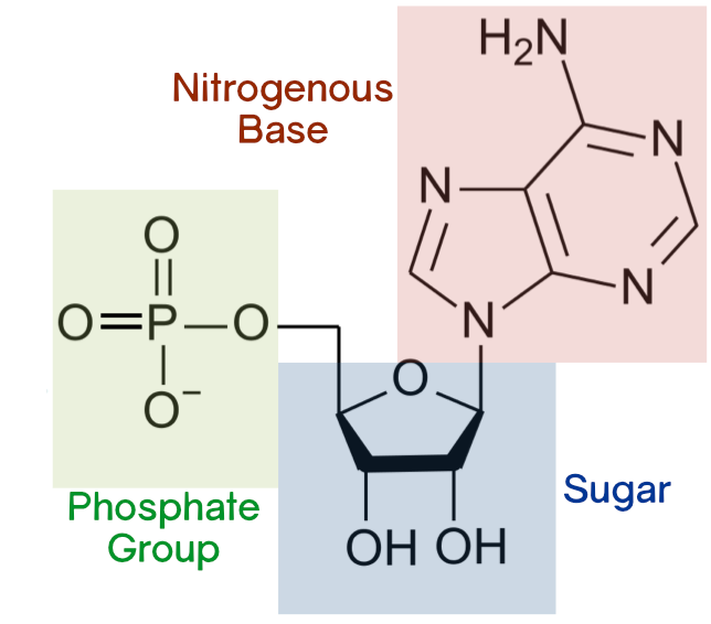 <p>(don’t need to be able to draw!)</p><ul><li><p>deoxyribose</p></li></ul><ul><li><p>phosphate group</p></li><li><p>nitrogenous organic base </p></li></ul><p></p>