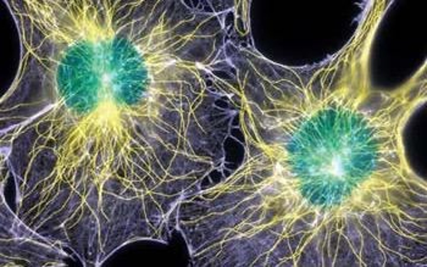 <p>Short hair-like structures aiding in cell movement.</p>