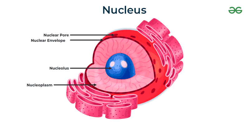 <p>(<span style="color: #43e3ff"><strong>both</strong></span>) Contains Genetic material (DNA); surrounded by a nuclear envelope/membrane with pores that control what goes in and out</p><p>Protects the DNA that controls the activities of the cell</p>