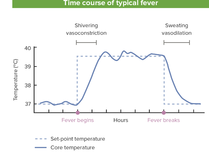 <ul><li><p>elevates the normal setpoint of temperature → pyrogens are to blame!!</p></li><li><p>defense mechanism against microorganisms</p></li><li><p>Pyrogen: substance that causes fever</p></li></ul><p><strong><em>***How Does the Body React to Adjusting the Setpoint?***</em></strong></p><ul><li><p>illustrated on graph </p></li></ul><p></p>