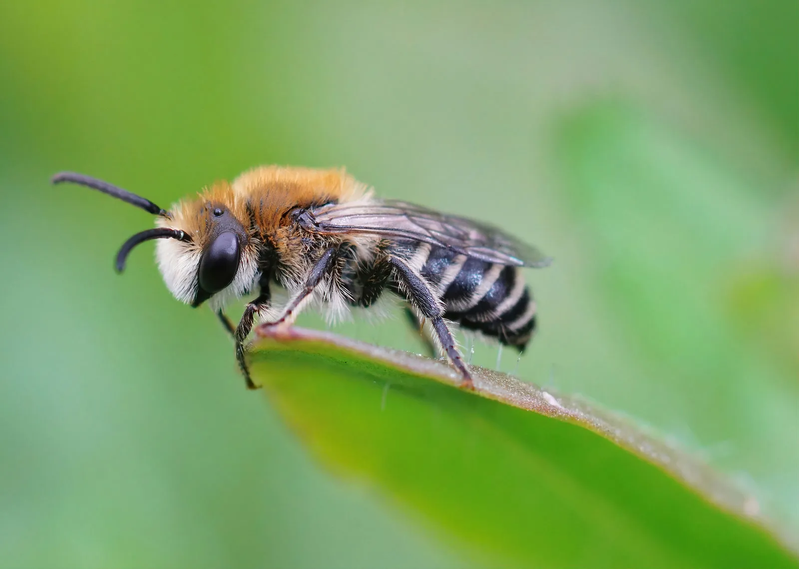 <p>Honey Bee</p>