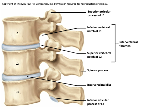 <p>Intervertebral foramen</p>