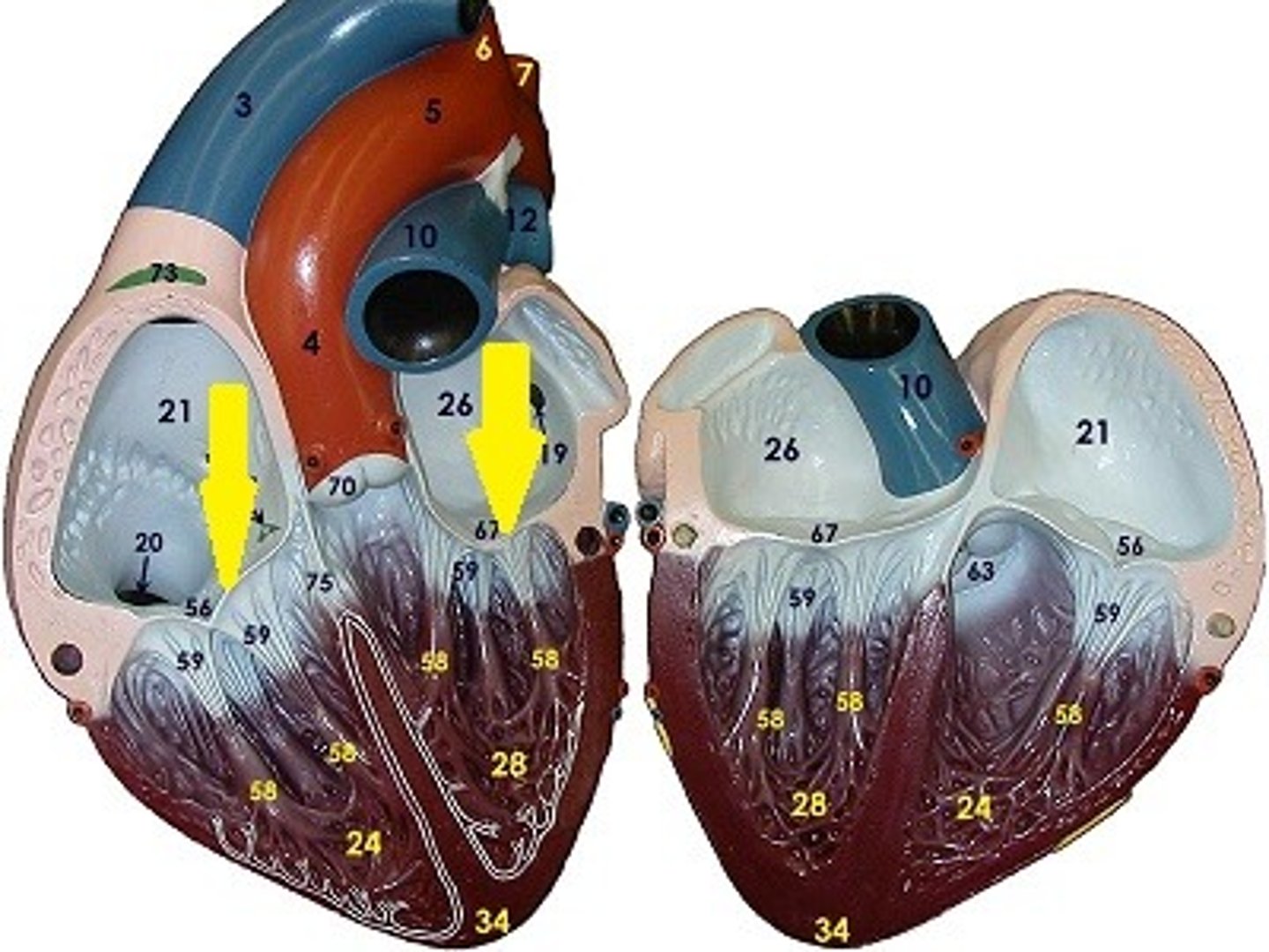 <p>divides right atrium and right ventricle</p><p>divides left atrium and left ventricle</p>