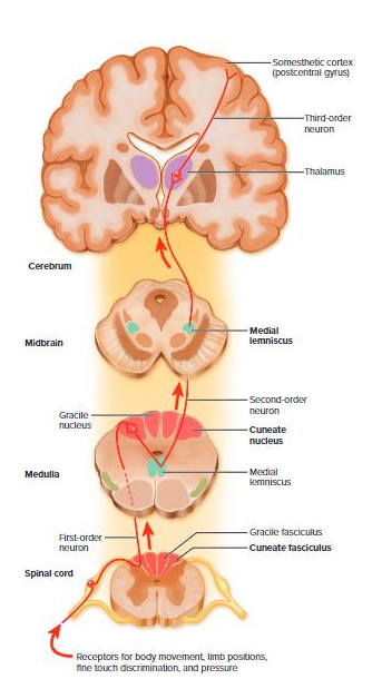 <p>e.g Dorsal Column Medial Lemniscus (DCML) Tract (carries discriminative touch)</p><p>.</p><p>- dorsal column is telling you that it is the sensory pathway, it is moving up on the dorsal part of the spinal cord</p><p>- Medial Lemniscus is telling you that the cross over of that tract is happening within the brainstem, which is where the medial meniscus is</p>