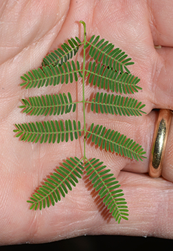 <p>Common Name</p>
