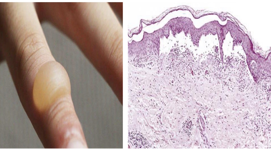 <p>A- identify</p><p>B- Describe</p>