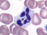 <p>neutrophil</p>