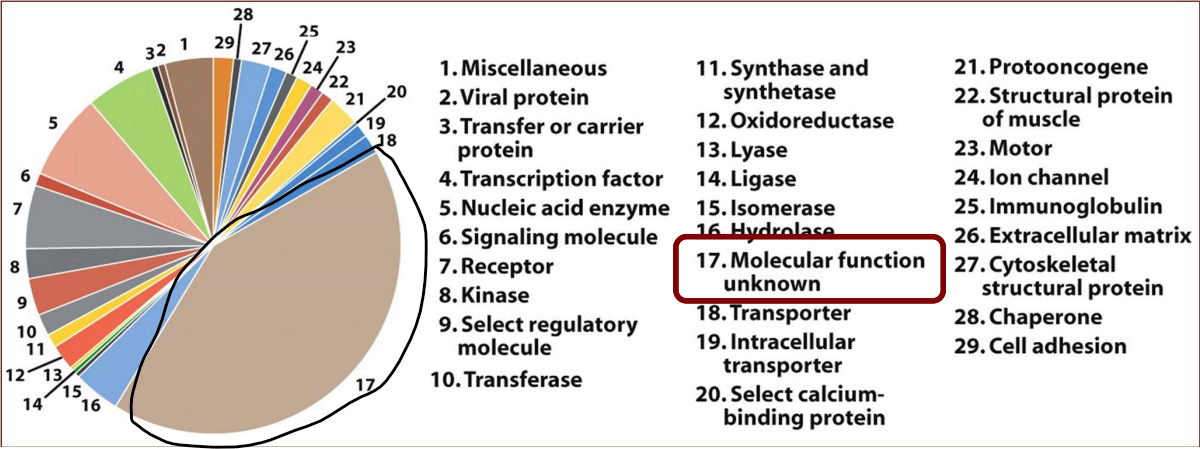 - Roughly 2% of human genome is protein coding 
- Only about half has any known function 
- Functional genomics- characterizes what genome sequences do, what their function is 
- Difficult to identify entire genome