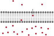 <p>Movement of solutes across the cell membrane with the concentration gradient between the phospholipid molecules.</p>