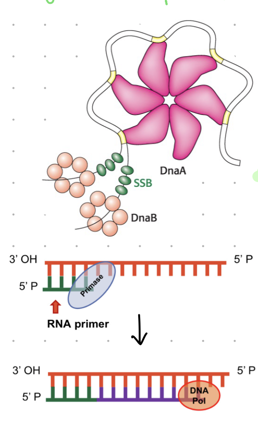<ol><li><p>separate DNA strands (starting at ORI site)</p></li><li><p>primers bind to complementary sequences (primer = short RNA strand)</p></li><li><p>complementary base H-bonds</p></li><li><p>nucleotide added</p></li><li><p>proofreading</p></li></ol><p>continues along strand until complete</p><p></p>