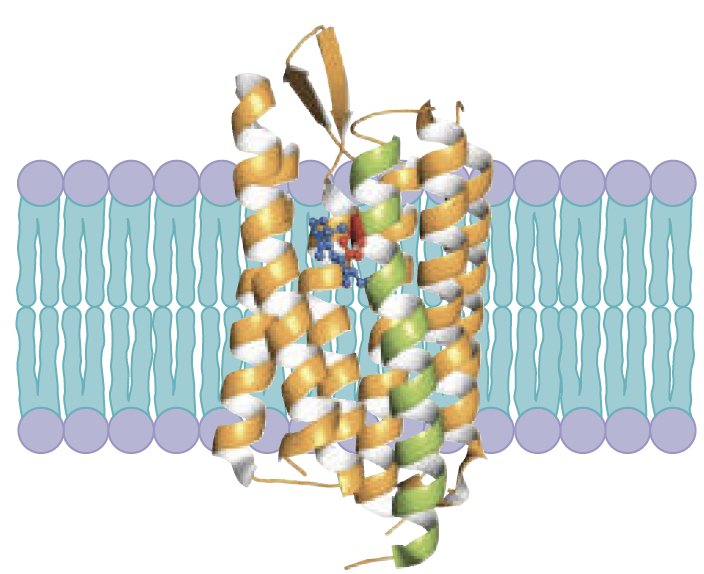<p>Composed of seven transmembrane alpha-helical segments connected by short loops.</p><p></p>