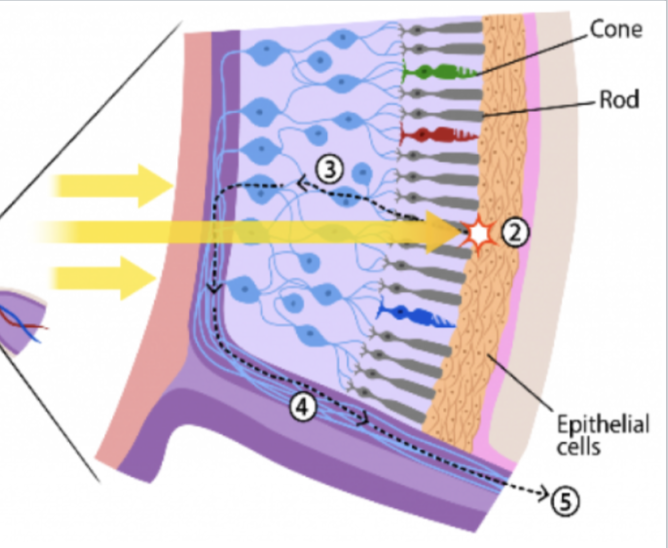 <p>Anatomy of the eye: Tunics</p>