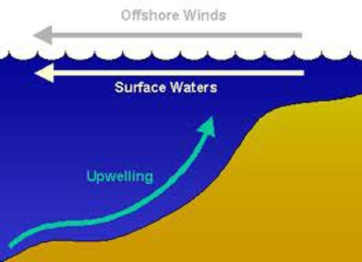<p>The rise of cold, nutrient-rich water to the ocean surface.</p>