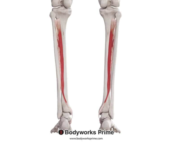 <p>*posterior</p>