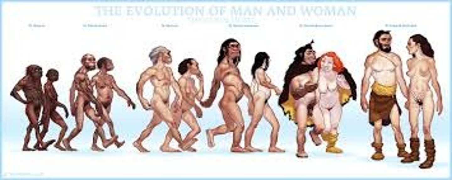 <p>the gradual development of plants, animals, etc. over many years as they adapt to changes in their environment</p><p>sự tiến hóa</p>