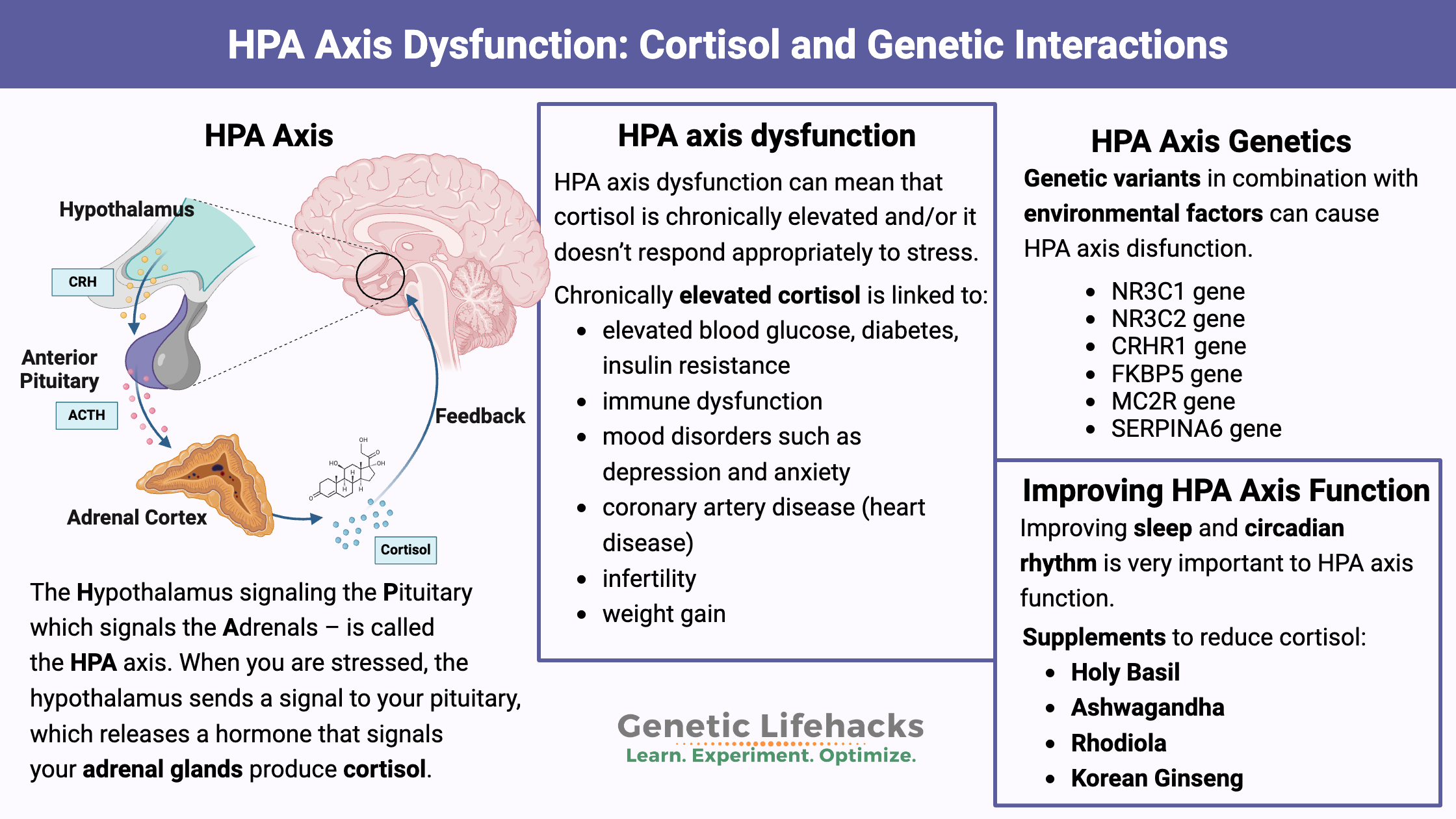 <p><strong><mark>a complex endocrine system that plays a crucial role in regulating the body's response to stress</mark></strong>. It involves three main components:<span>&nbsp;</span></p><ul><li><p><strong>Hypothalamus:</strong> A region in the brain that produces corticotropin-releasing hormone (CRH).<span>&nbsp;</span></p></li><li><p><strong>Pituitary gland:</strong> A small gland located below the hypothalamus that releases adrenocorticotropic hormone (ACTH).<span>&nbsp;</span></p></li><li><p><strong>Adrenal glands:</strong> Two glands located on top of the kidneys that produce cortisol, a stress hormone.<span>&nbsp;</span></p></li></ul><p></p>