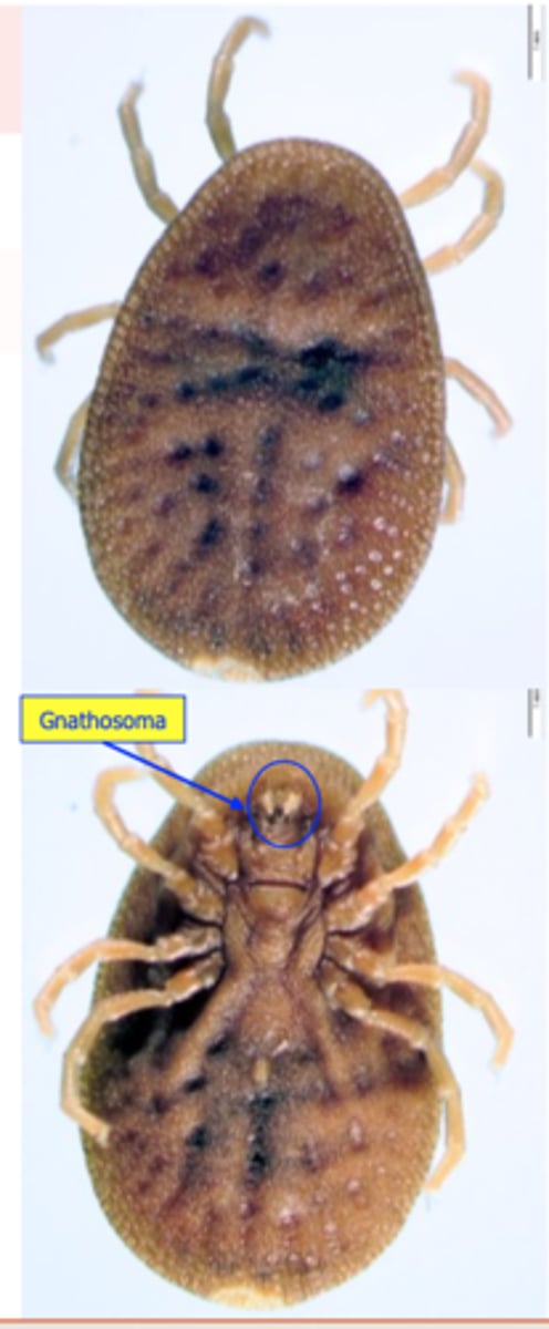 <p>The shape of the body is oval, narrower at the anterior end;</p><p>Gnathosoma in adults/nymphs is located on the ventral surface of body, median, within the anterior third of the body;</p><p>Adults and nymphs have 4 pairs of legs: 2 directed anteriorly and 2 directed posteriorly;</p>