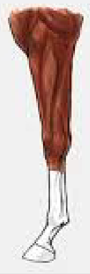 <p>leg marking that has a white hoof up to right below the knee</p>