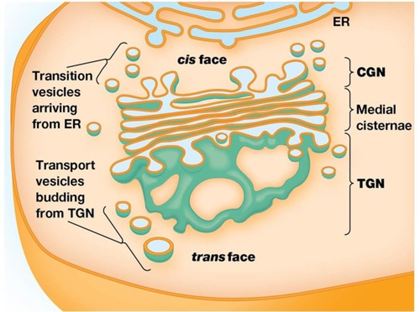 <p>Interface between ER and Golgi apparatus.</p>