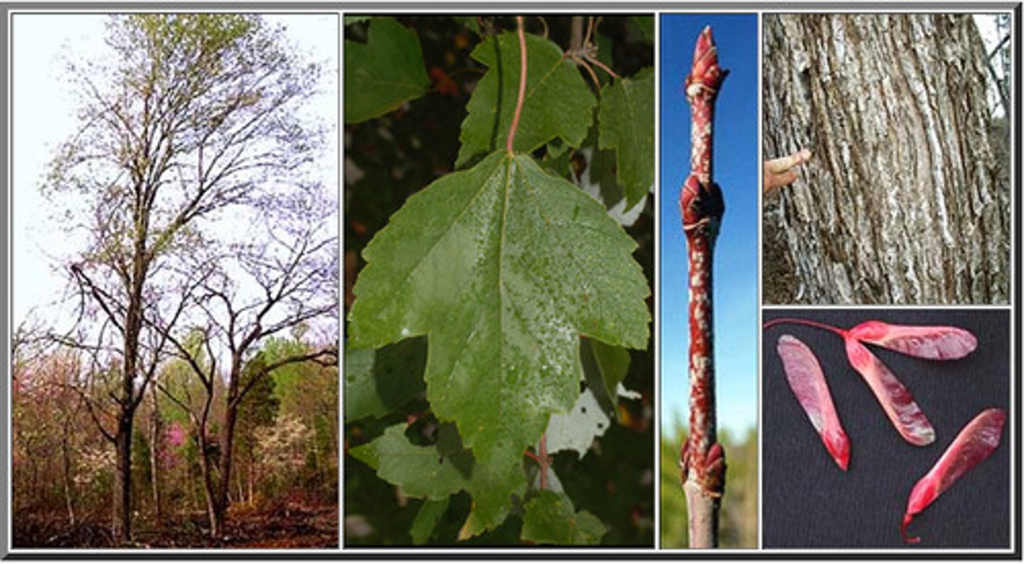 <p>-red petal</p><p>- 3 distinct points on leaves</p><p>-in winter can see all the red buds</p><p>-red tips</p>