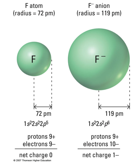 <p>B</p><p>The radius of F- is larger than that of neutral fluorine because adding an electron increases electron-electron repulsion in the outer shell. Since the number of protons remains the same, the increased repulsion causes the electron cloud to expand, resulting in a larger ionic radius. </p>