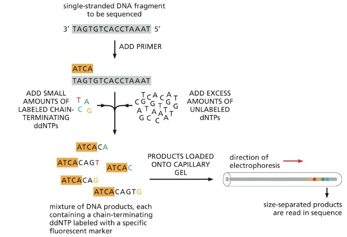 <p>Primer (only one!!)</p><p>Normal dNTPs</p><p>DNA polymerase</p><p>Special chain-terminating nucleotides, ddNTPs</p>