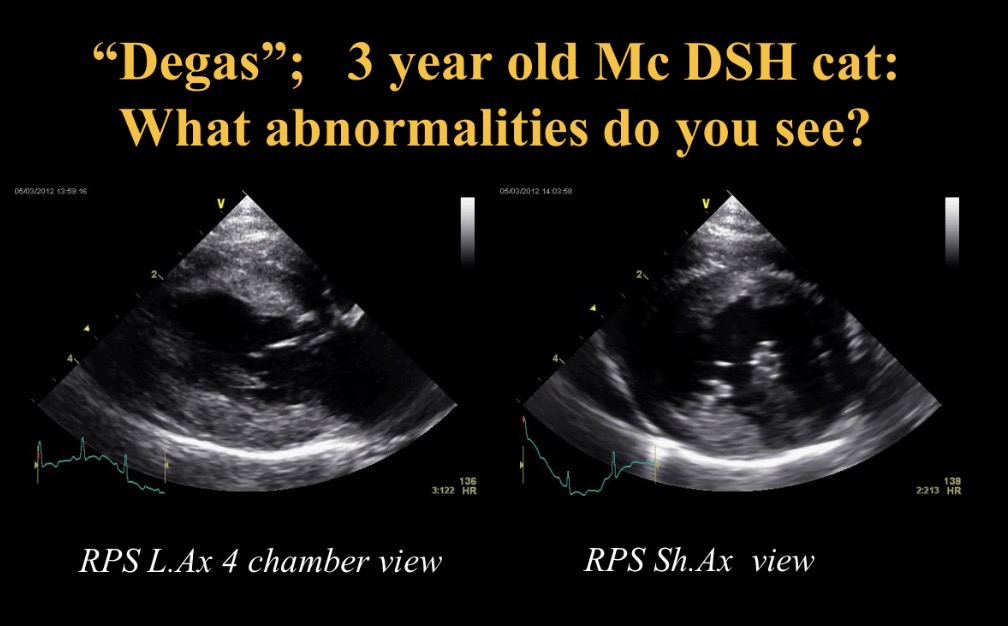 <p>Abnormalities seen + potential causes</p>