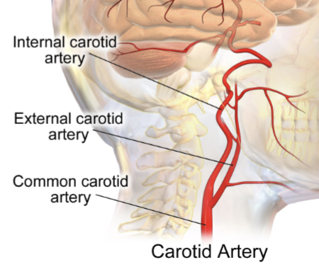 <p>Supply to the head from</p><ul><li><p>Common carotid arteries then branched into</p></li><li><p>Internal carotid: supply the brain & orbits</p></li><li><p>External carotid: supply neck and superficial head</p></li></ul><p></p>