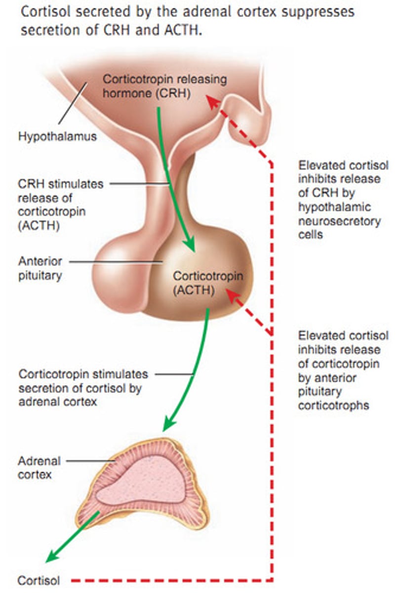 <p>Tropic hormone that controls the synthesis and secretion of glucocorticoid hormones from the cortex of the adrenal glands</p>