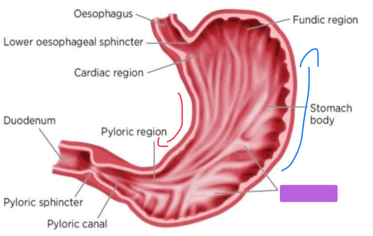 <p>What part of the stomach is the purple one</p>