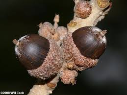 <p><span>Very fine scales on nut.</span></p>