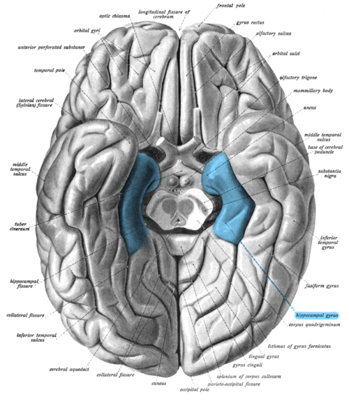 <p>Parahippocampal Gyrus</p>