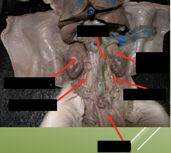 <p>label the urinary system on a pig.</p>