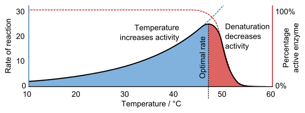 <p>Higher temperatures increase the rate of reaction. </p><p>All chemical reactions are caused by molecules colliding. According to the <u>Collision Theory</u>, if molecules collide at a high enough speed and in the right way, a reaction may occur. </p><p>The rate of motion of enzymes and substrates depends on the temperature of the fluid it is in. <mark data-color="blue" style="background-color: blue; color: inherit">If the temperature is higher, then there is greater kinetic energy, so there are faster moving molecules. Thus, molecules collide with each other more often and with greater energy. This increases the chance of a reaction occurring. </mark></p><p>The effect of temperature is seen in solutions both with and without enzymes. </p><p>However, reactions with enzymes have an upper limit based on the temperature at which the enzyme <strong>denatures </strong>(3D shape is lost because intramolecular bonds are stressed or broken). This denaturation may be <u>temporary</u> because intramolecular bonds can reform when the enzyme returns to its optimal temperature. However, the denaturation may also be <u>permanent</u> if increasing the temperature prevents it from returning to its normal shape. </p>