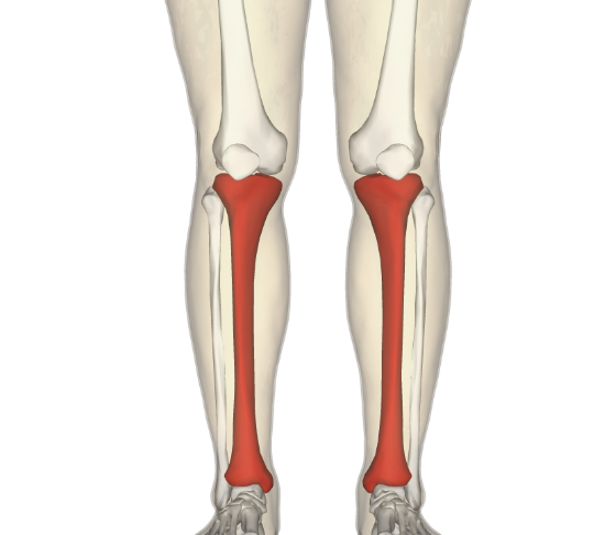 <p>What bone is this?</p>
