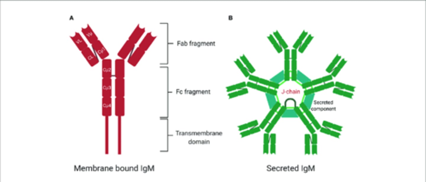 <p>exists in monomer or pentamer forms</p><p>1. monomer attached to B cell surface and is an antigen receptor</p><p>2. pentamer circulates in the blood plasma and is released by plasma cells during the primary response. Acts as a potent agglutinating agent and readily fixes and activates complement. </p>