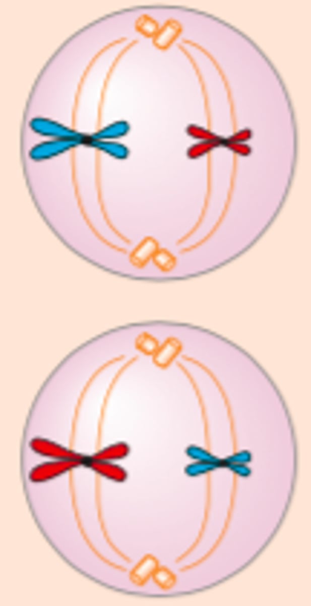 <p>Spindelen trekker kromosomene slik at de legger seg i et plan midt i cellen</p>