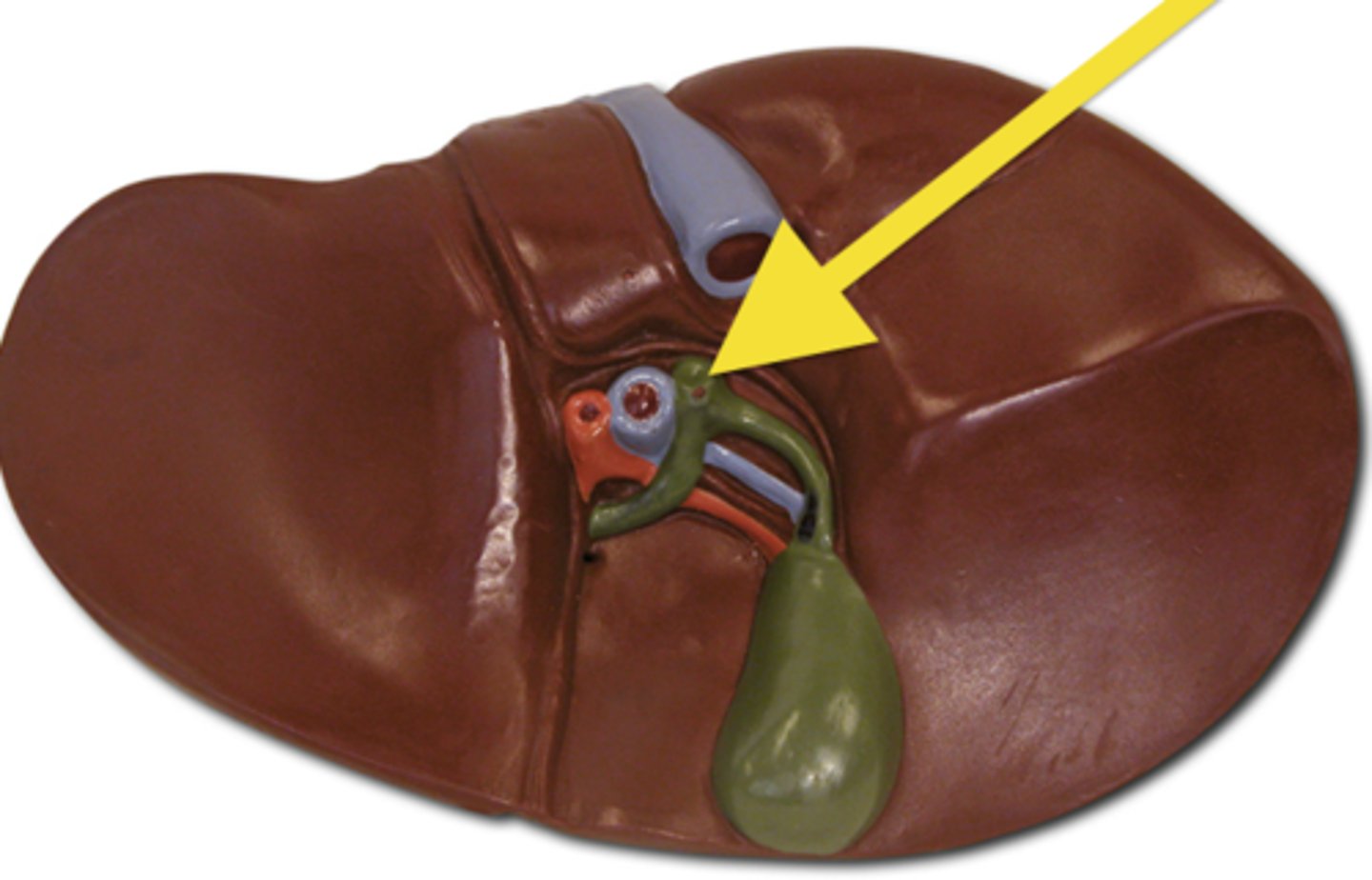 <p>carries bile from the liver and gallbladder to the duodenum</p>