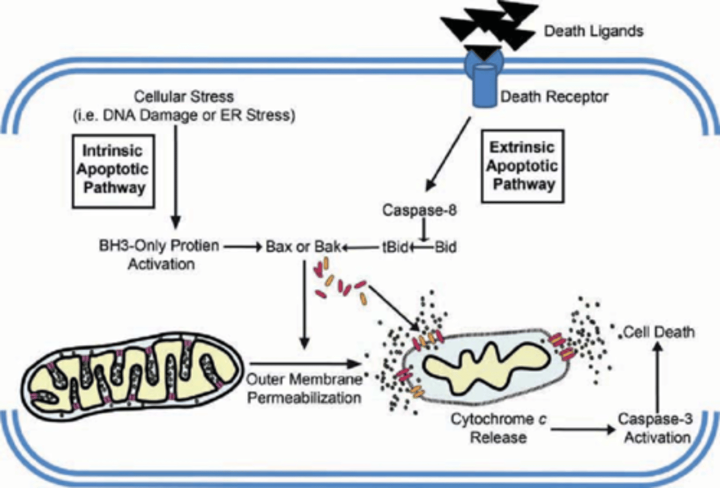 <p>(D) Intracellular Peroxisome Formation</p><p>Each of the following are likely to trigger Apoptosis:</p><p>I. Oxidative Stress</p><p>II. Excessive DNA Damage</p><p>III. Extracellular Death Signals</p><p>IV. Intracellular Death Signals</p>