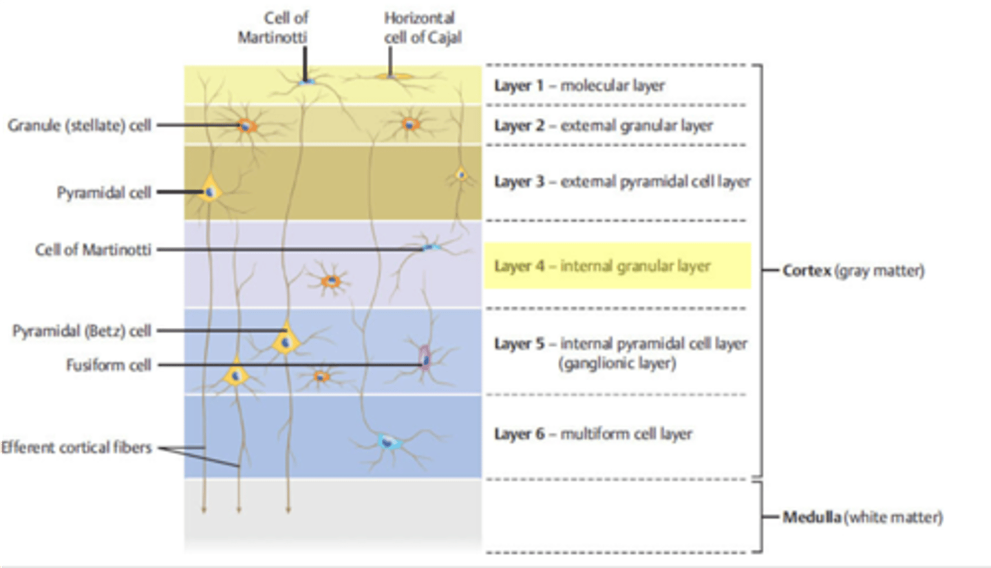<p>inner granular layer</p>