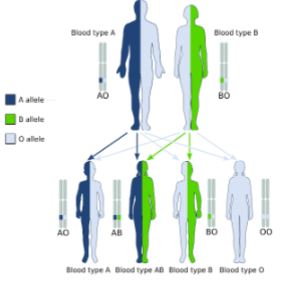 <p>What is the mode of inheritance for blood?</p>